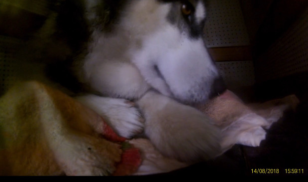 二哈叼走相机藏窝里啃坏，主人看过相机拍下的内容后却忍不住狂笑