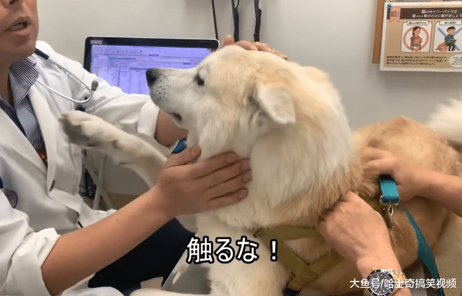 秋田犬去看医生，因为中途换了男医生，结果狗子表情就变了