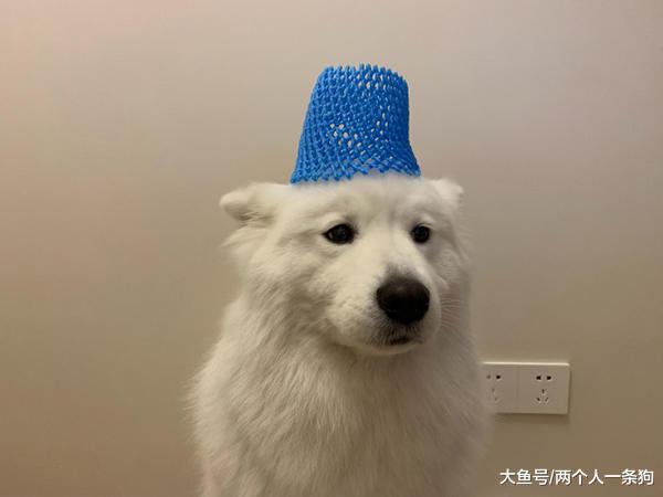 家中猫狗被妈妈使坏捉弄，可爱形象崩塌，萨摩耶软糖：卖羊肉串的