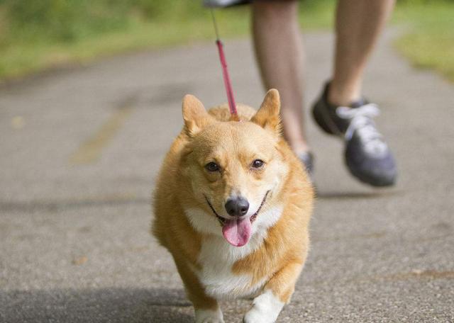 柯基犬挑食怎么办？教你5招，让它乖乖的吃饭！