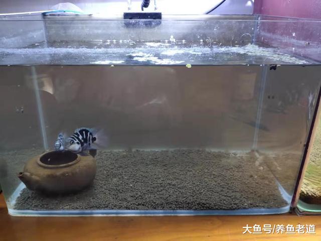 12度水温小鱼苗状态良好，两条迷你鹦鹉直接翻肚，总算抢救过来了