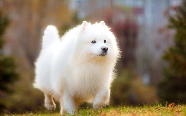 世界10大养起来最省心的狗狗，拉布拉多居榜首，金毛和泰迪也上榜