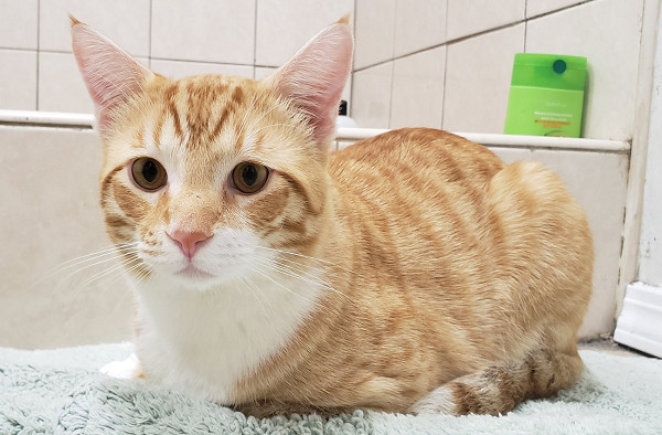 化妆品经常丢失，她无奈装柜收纳，谁料顺便抓到了嫌犯！