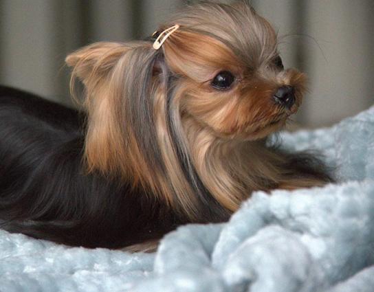 全球最忠心的10大宠物狗排名，且养且珍惜！