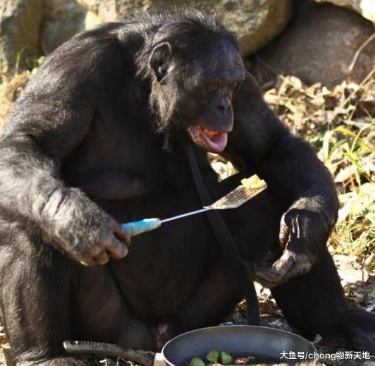 這只猩猩會生火做飯，從5歲開始至今已經20多年了，這是成精了？
