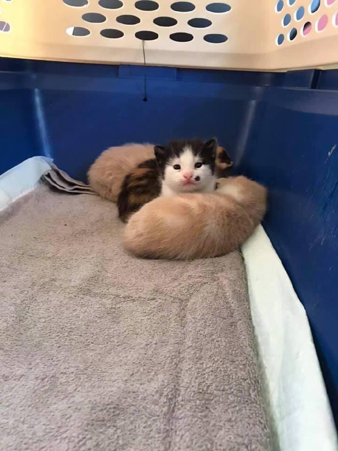 堪比婆婆媳妇掉水里的难题出现了