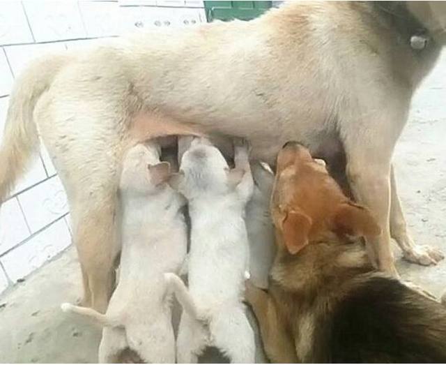 狗妈妈正在喂孩子喂奶，突然感觉不对劲，低头一看却无言以对！