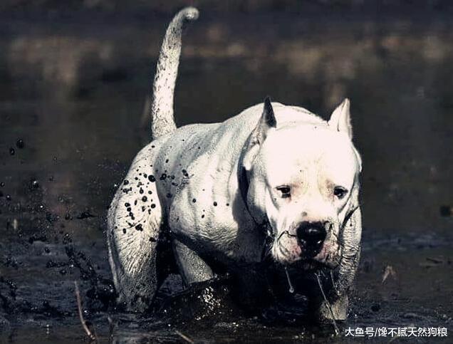 给狗狗断尾巴的5大原因, 你知道吗?