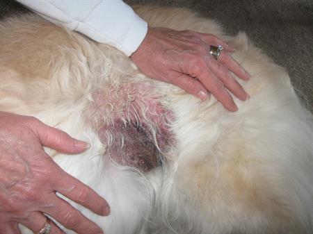 什么是狗狗湿疹？为什么狗狗会得湿疹？狗狗患了湿疹应该怎么办？