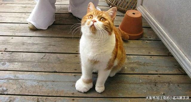 猫咪：我以后再也不惹蜜蜂了，那动物太坏了，专蛰人家脸