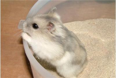 呵护新家人，享受小鼠带来的快乐