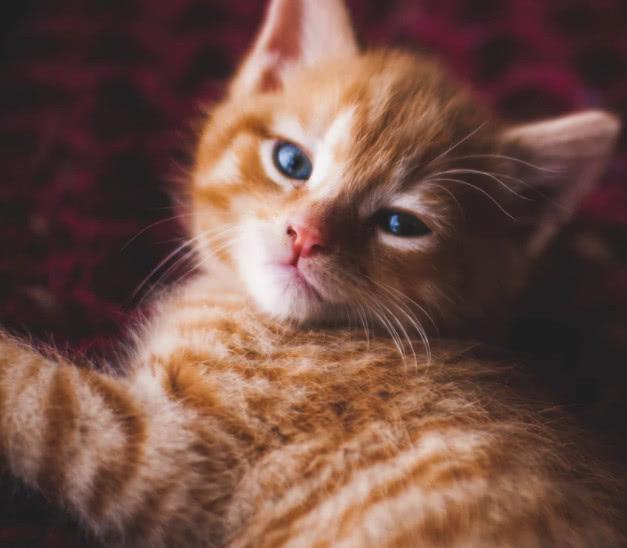 饲养的猫咪讨厌自己伴侣可能是哪些原因引起？如何改善他们关系呢