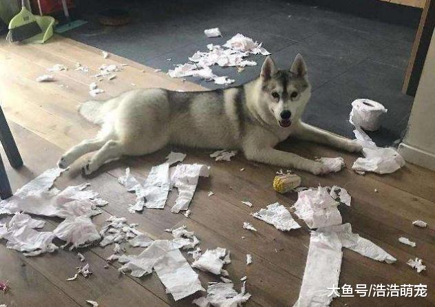 二哈生下小狗，宠主见后沉默了许久，拿着刀敲响了邻居的门