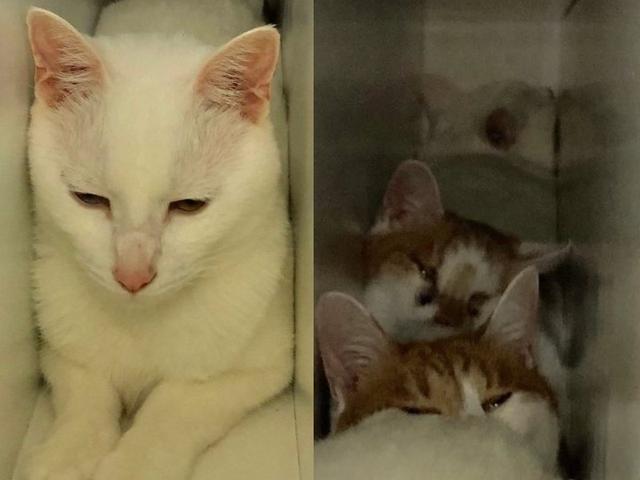 五只猫咪胆小如鼠，主人家来客人，猫咪一块躲到了难以置信的地方