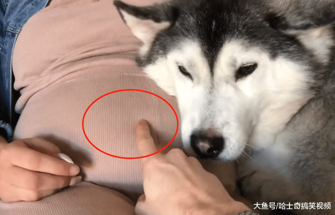 女主人说肚子里有宝宝，二哈的态度就变了，还不让别人靠近