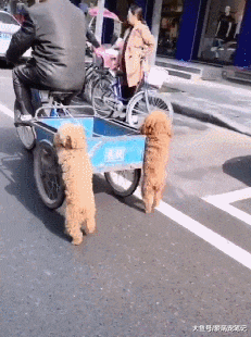 下班路上发现有人在虐狗，走近一看被打脸，原来泰迪在帮主人推车