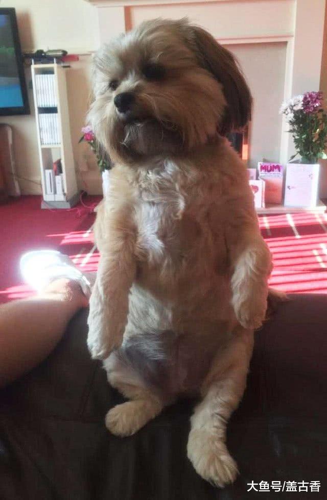 狗狗趁主人不在厨房，把大火鸡全给吃了，身形暴涨两倍狗头猪身！