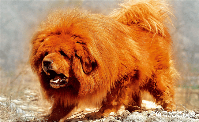 當你見到下面5種狗時，要離它們遠一點，離近容易被傷到