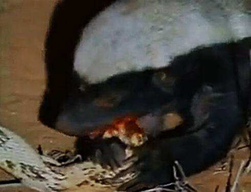 揭秘世上最大胆动物蜜獾: 咬死毒蛇中毒后继续享用