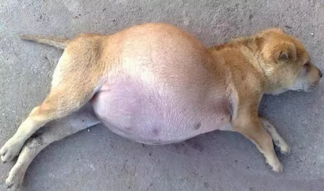 扔垃圾的时候却猛翻垃圾桶，确认是猫咪宣传单后，他坐在地上哭了