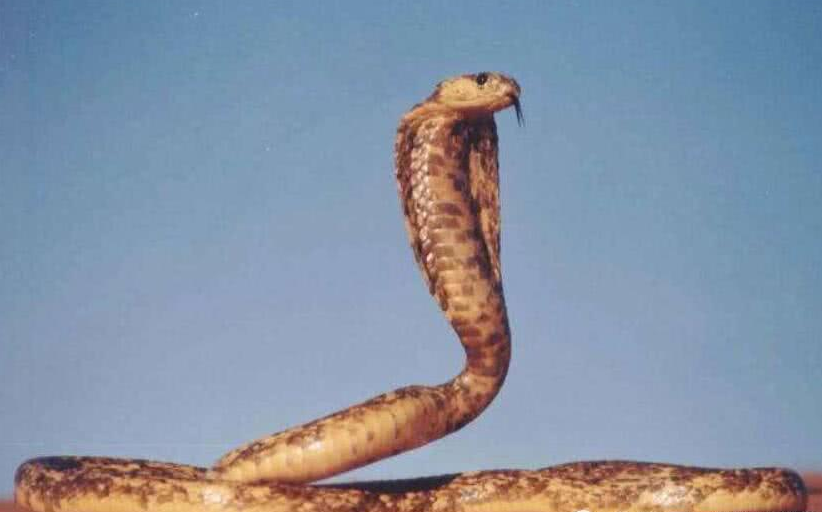 美丽的埃及眼镜蛇，古埃及法老王的权威标志