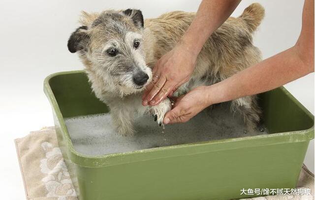 狗狗冬天洗澡讲究多, 有5大禁忌主人别犯!