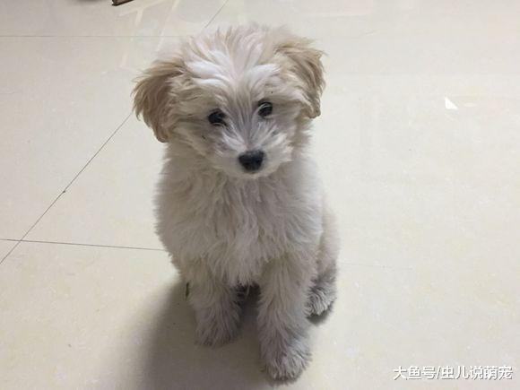 網友撿了一只小狗回家，洗干凈之后發現自己撿到寶了！