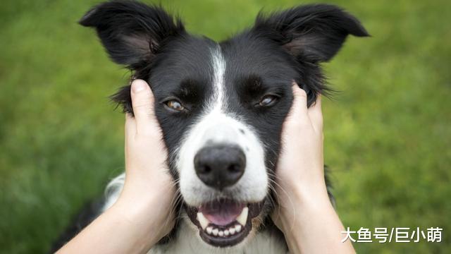 边牧智商高不代表服从性高，主人不注意这3点，可能会反被它驾驭