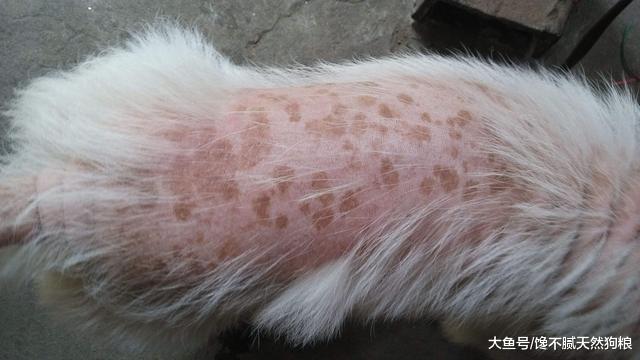 狗狗驱不驱虫无所谓? 造成的这5个“后果”, 很严重!