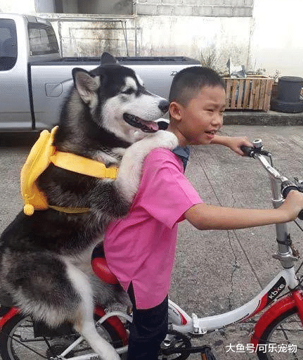 什么叫一物降一物，当哈士奇遇上了熊孩子，也只能乖乖认怂