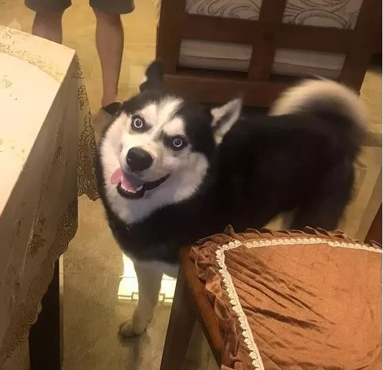 千元寻狗 北海市银滩区罗马广场附近丢失哈士奇犬一只