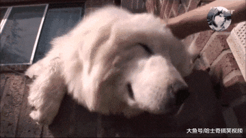 大白狗因“爱笑”走红，还懂得自己很出名，狗：我漂亮吗？