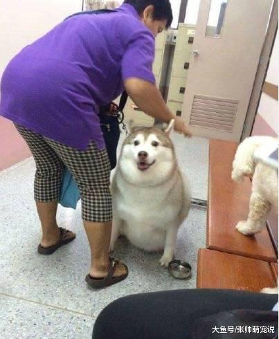 把吉娃娃交给爷爷养，送回来一条“大腊肠”，令人目瞪口呆！