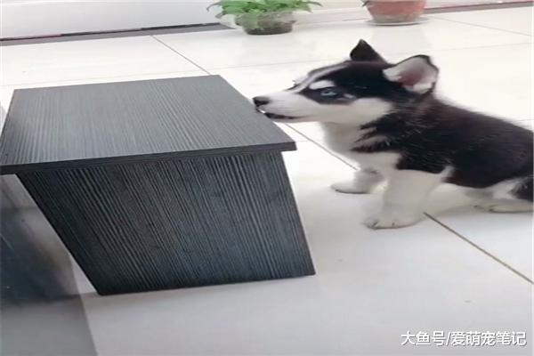 哈士奇: 我这牙要抓紧练练了, 祖传手艺不能忘, 网友: 这二哈好纯