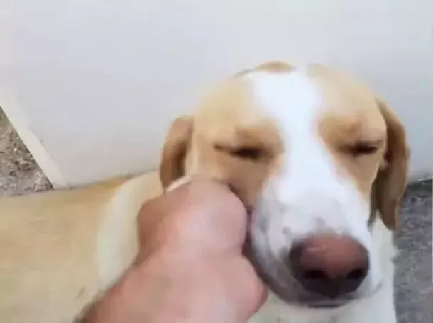 狗妈妈躺在路边喂奶，一看它的狗宝宝竟然不是狗，真相让人感动！