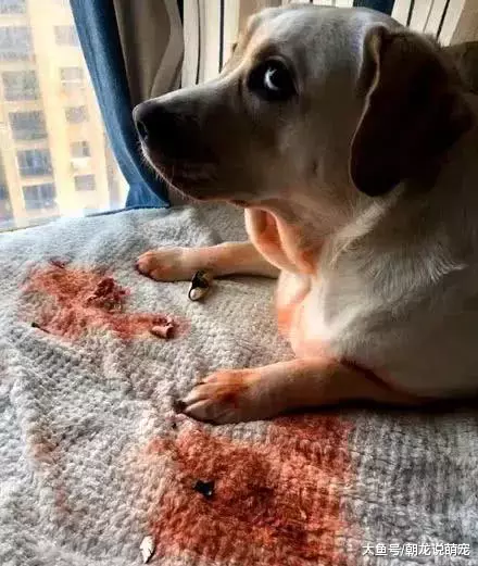 主人回到家后发现狗狗身上有血迹，当靠近一看，瞬间想炖狗！