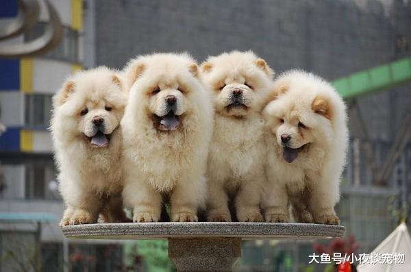 世界上什么狗最好養，世界上最好養的狗排名