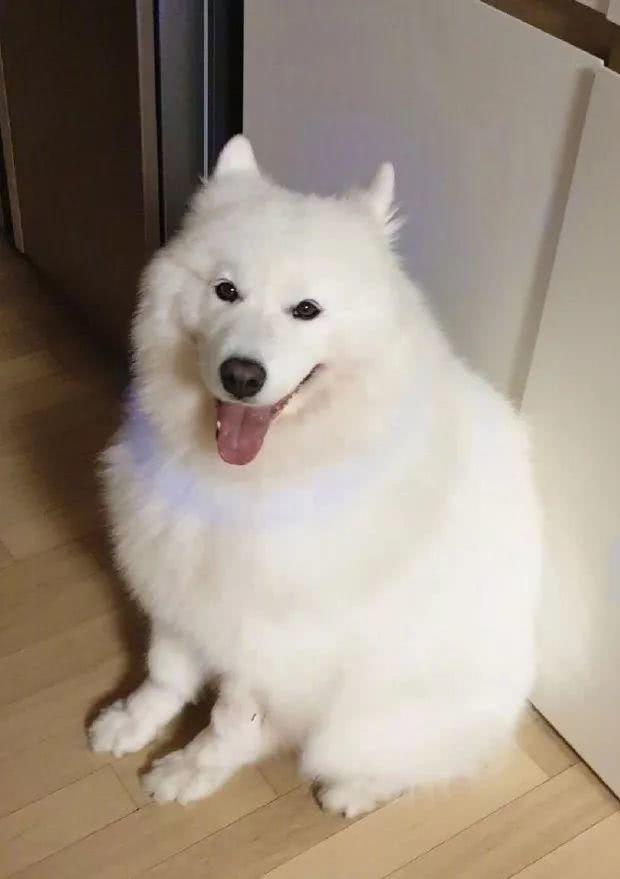 给萨摩耶买了个发光项圈，可戴上的效果却跟想象的不太一样！