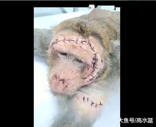 两只猴子打架被送进医院，一只被毁容，一只屁股受伤！