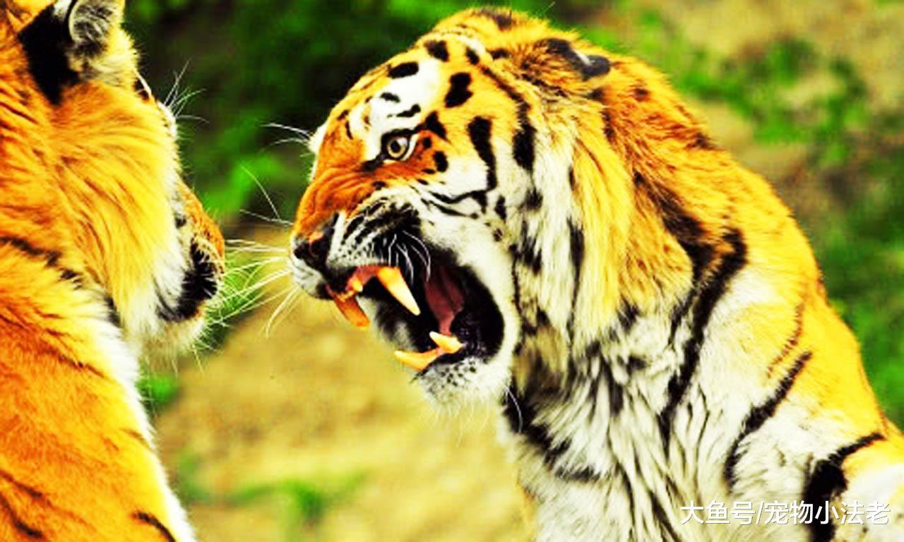 為什么吃過人的老虎，一定要馬上殺掉？動物專家告訴你實情！