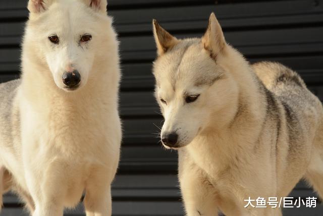 帮狗狗选交配对象，别只顾颜值，看这5点更实际