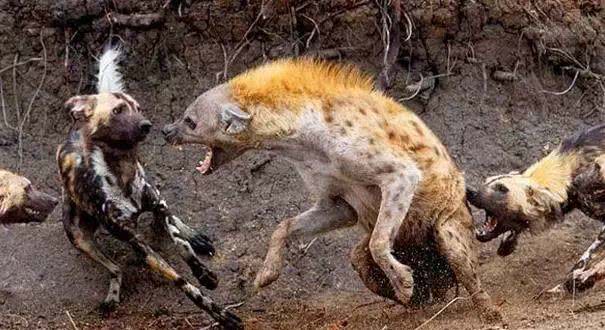 陆地最凶猛的十大动物！老虎仅第三 第一名毫无争议！