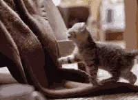 外国小哥实力演绎养狗和养猫的区别，太形象生动了