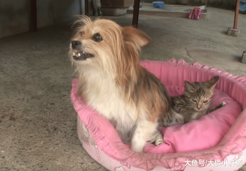 野猫双腿断裂拒绝狗狗靠近，狗狗每日默默守护一旁，真被它暖到了