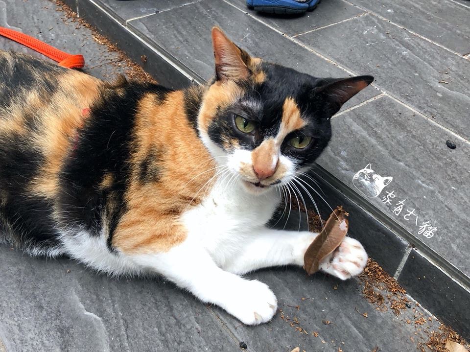 女大学生捡到流浪猫，学长嫌丑拒绝收养，几年后结局神反转