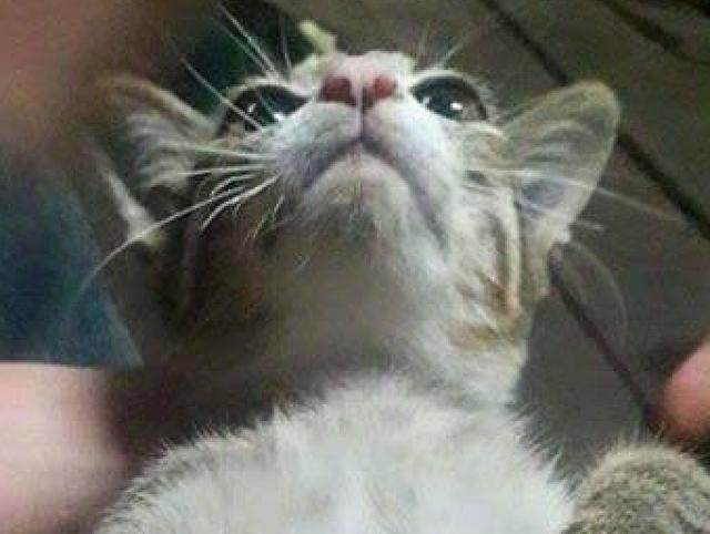 猫咪去招惹蜥蜴结果被咬，最后这表情，让主人笑抽了