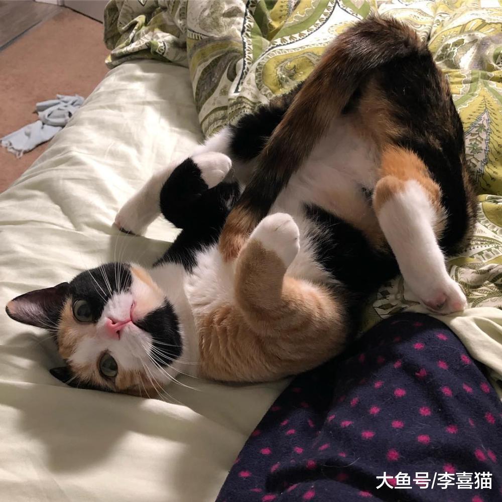 貓咪觀察正在睡覺的鏟屎官并不是陰謀，而是一種情感的表達和訴求