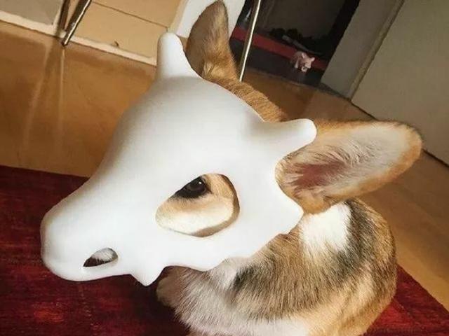 铲屎官活用3D打印机，家中柯基成小怪兽，戴着面具很是骄傲！