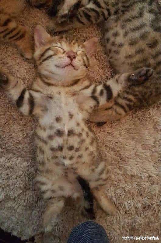 猫咪睡觉四仰八叉，主人怕它冻坏肚肚，于是给它弄来张“被子”