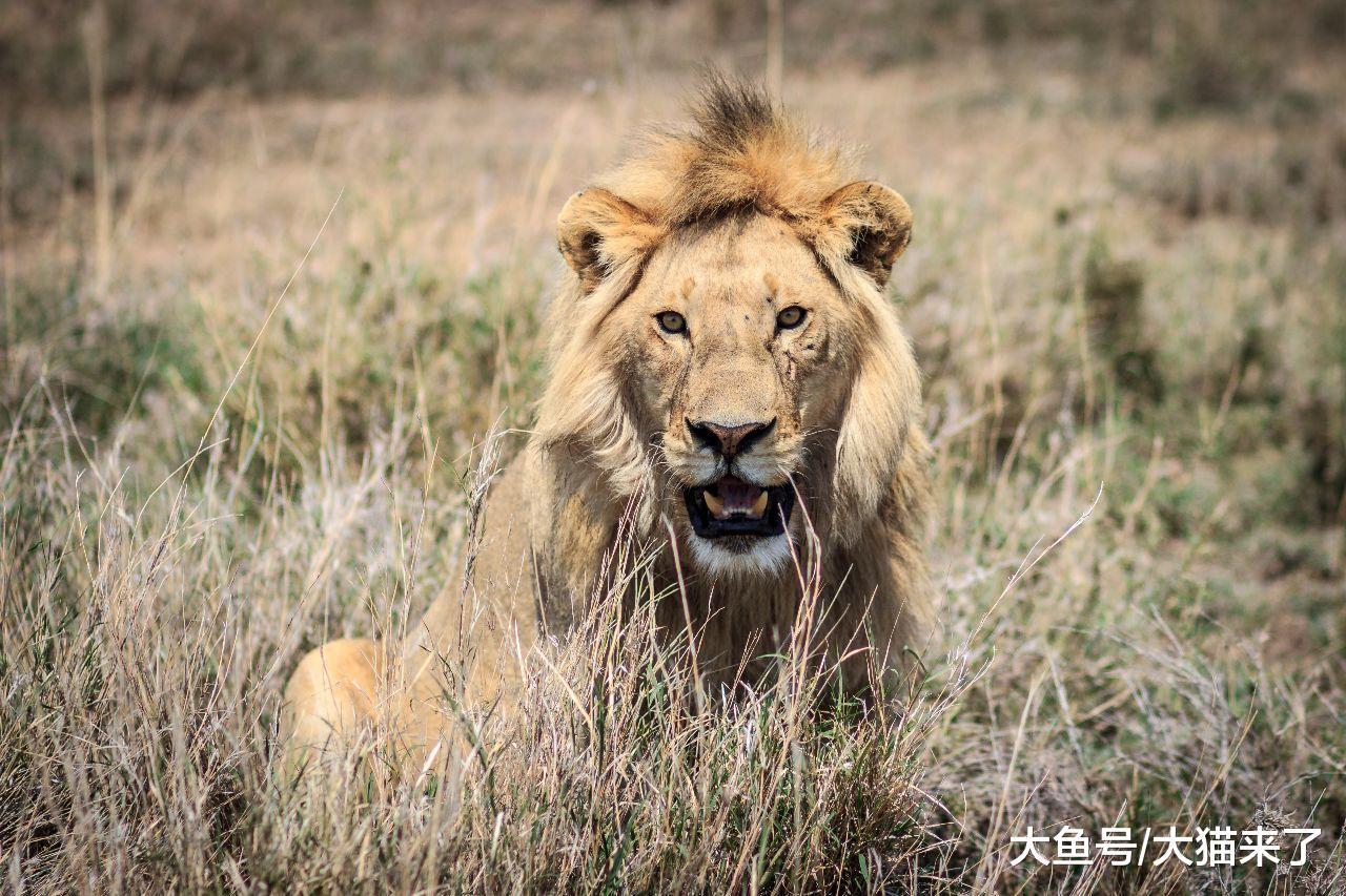 这种动物叫猫却不是猫，只靠一招就能把狮子吓跑